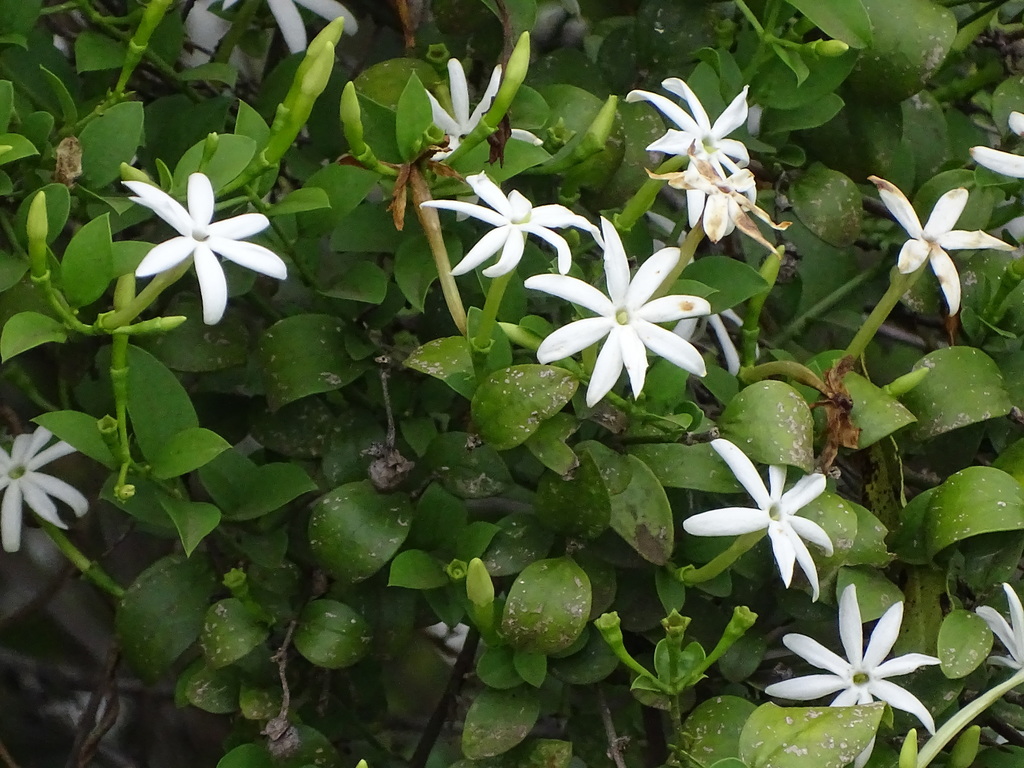 Jasminum breviflorum