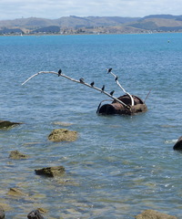 Microcarbo melanoleucos brevirostris