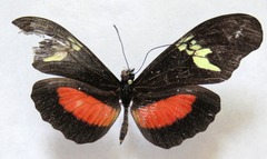 Heliconius hortense