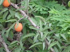 Ximenia americana microphylla