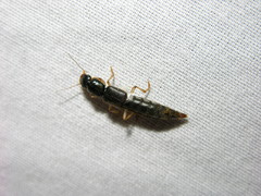 Pinophilus