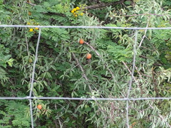 Ximenia americana microphylla