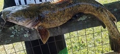 Pylodictis olivaris