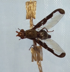 Diacrita costalis