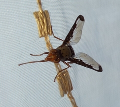 Diacrita costalis