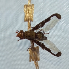 Diacrita costalis