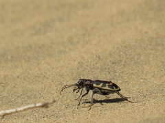 Cicindela formosa