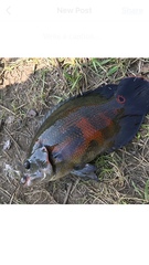Astronotus ocellatus