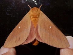 Anisota oslari