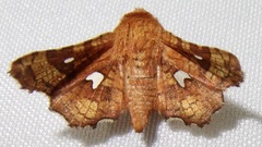 Dysodia granulata