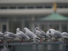 Chroicocephalus ridibundus