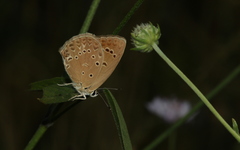 Polyommatus admetus