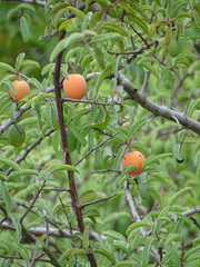Ximenia americana microphylla