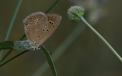 Polyommatus admetus