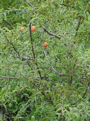 Ximenia americana microphylla