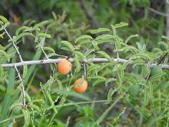 Ximenia americana microphylla