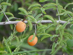 Ximenia americana microphylla
