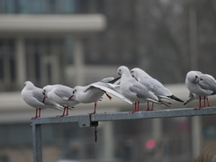 Chroicocephalus ridibundus