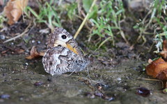 Hipparchia volgensis