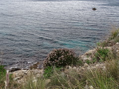 Ericeae