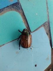 Anomala testaceipennis