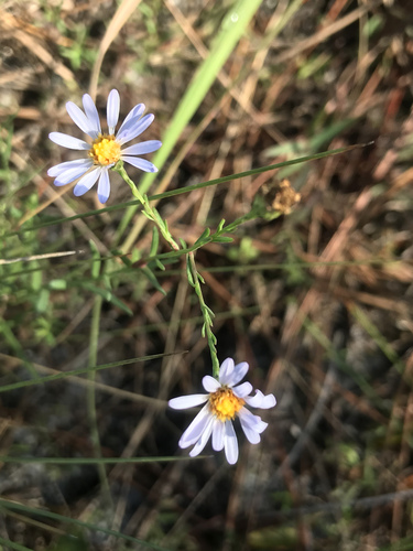 Symphyotrichum image