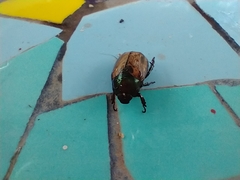 Anomala testaceipennis