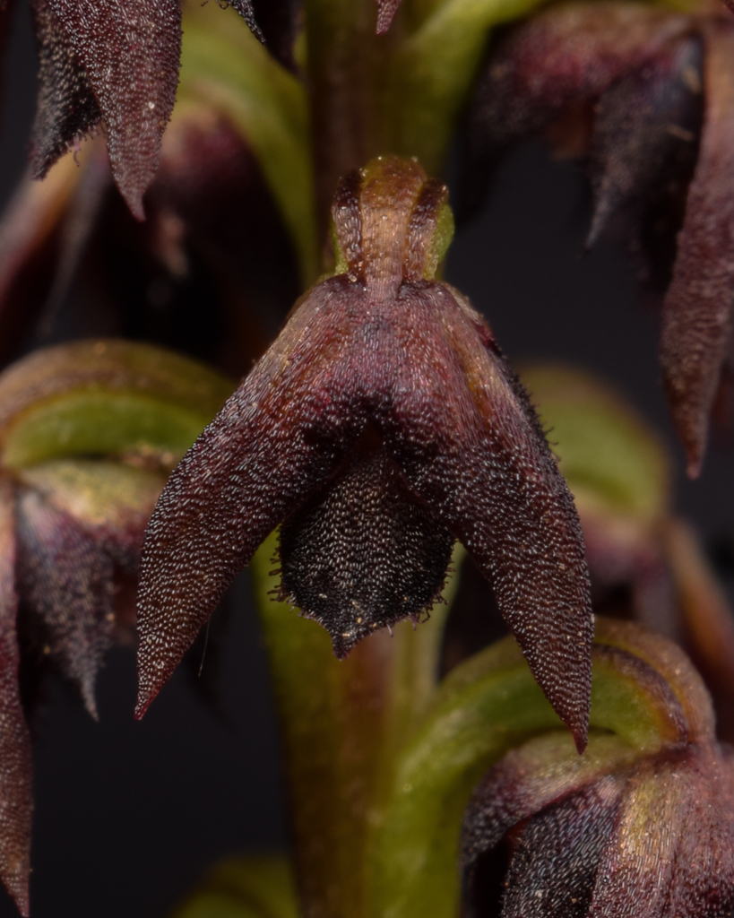Mount Wilson Midge Orchid