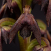 Mount Wilson Midge Orchid - Photo (c) izakschoon, some rights reserved (CC BY-NC), uploaded by izakschoon