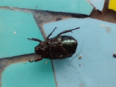 Anomala testaceipennis