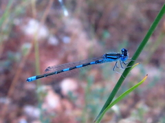 Coenagrion caerulescens