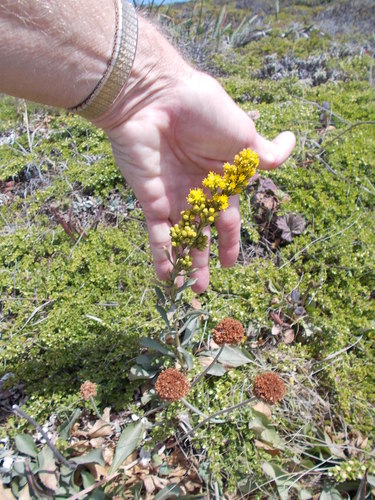 coast goldenrod