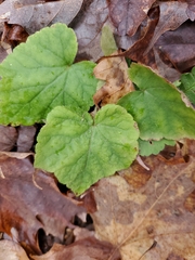 Tiarella stolonifera