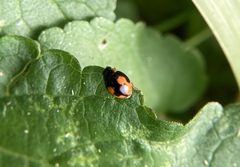 Hyperaspis connectens