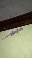 Hemidactylus platyurus