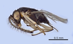 Anagyrus kamali