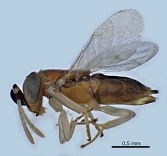 Anagyrus kamali