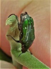 Leucocelis aeneicollis