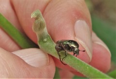 Leucocelis aeneicollis