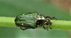 Leucocelis aeneicollis