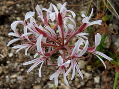 Pelargonium longifolium