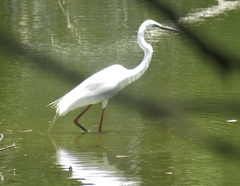 Ardea alba