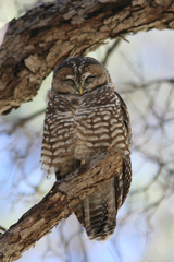 Strix occidentalis lucida