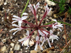 Pelargonium longifolium
