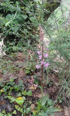 Orchis mascula laxifloriformis