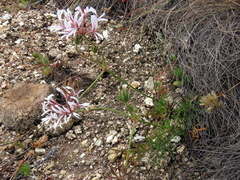 Pelargonium longifolium