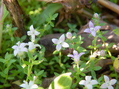 Oldenlandia salzmannii