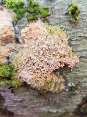 Cerrena zonata