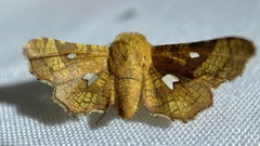 Dysodia granulata