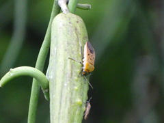 Microspilus proximus